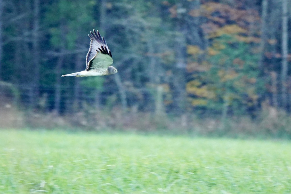 Лунь американський - ML645844219