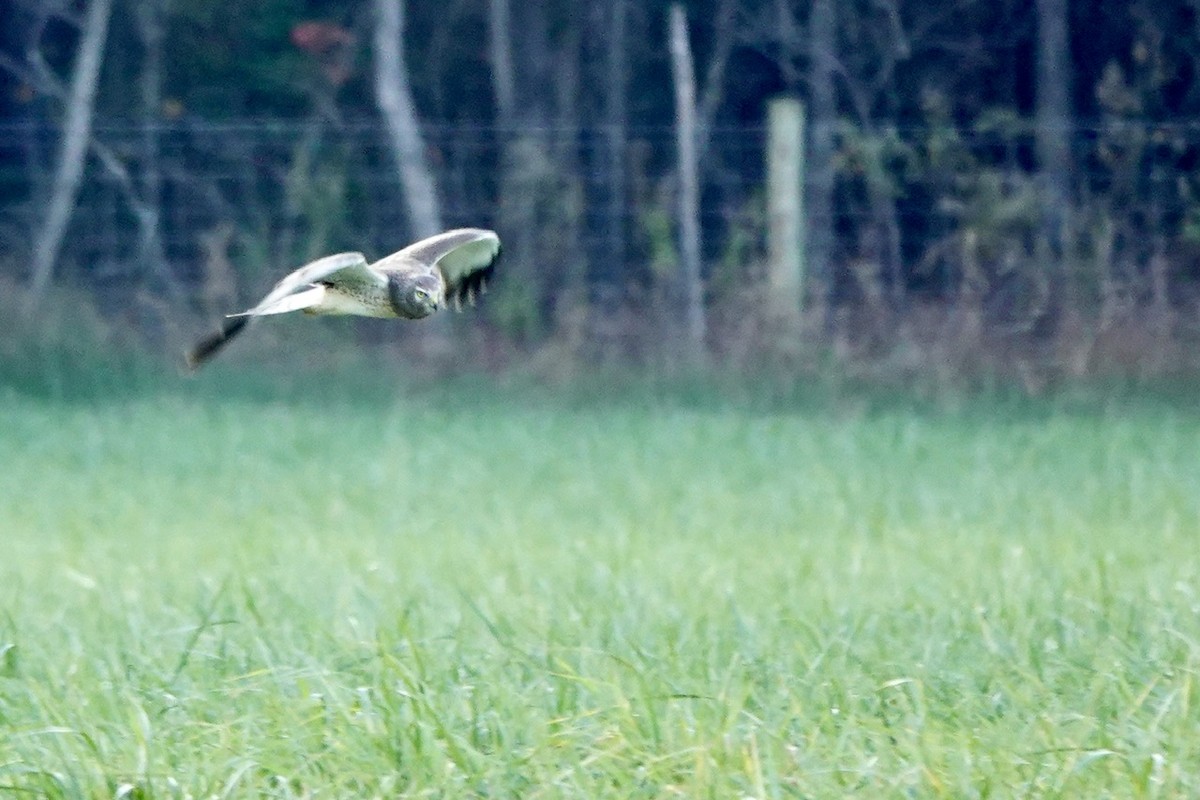 Лунь американський - ML645844220