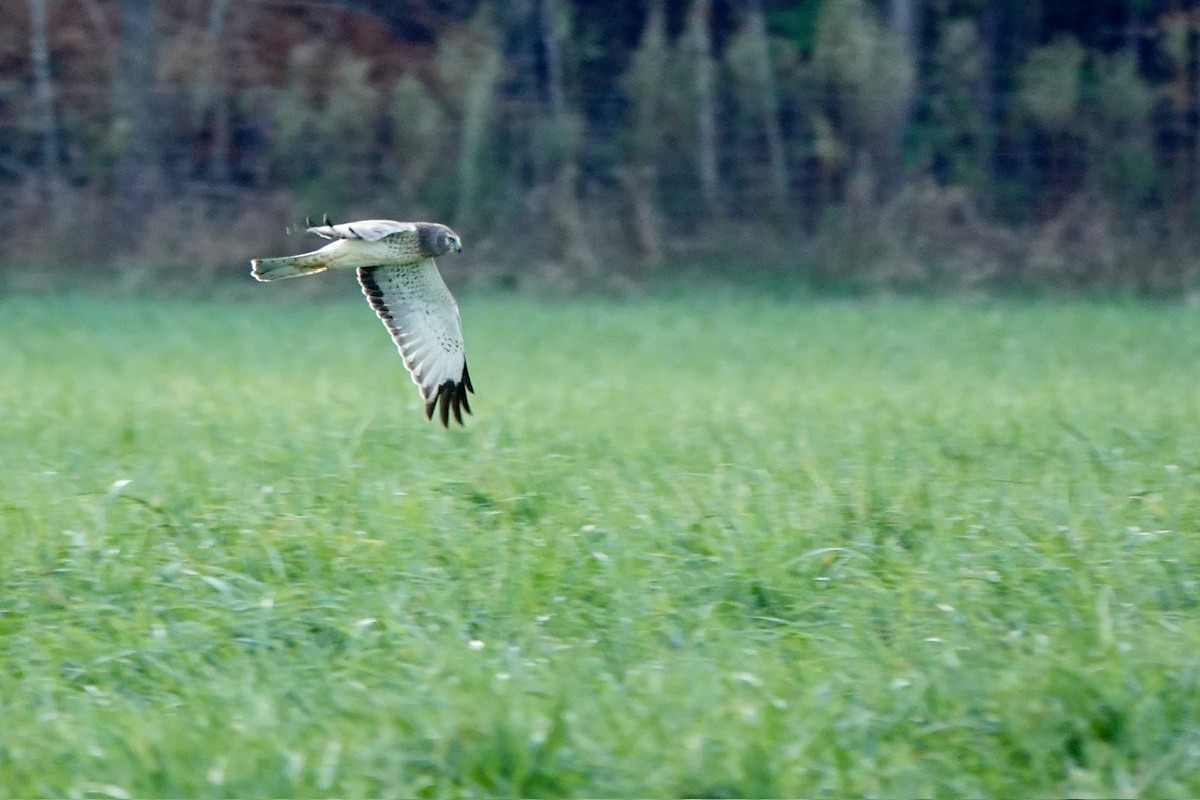 Лунь американський - ML645844222