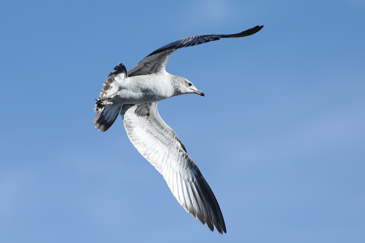 Ring-billed Gull - ML645844240