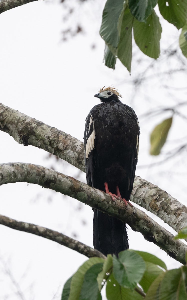 Blue-throated Piping-Guan - ML645844272