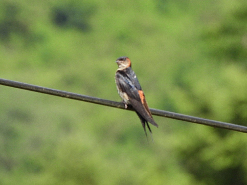 Eastern Red-rumped Swallow (Striated) - ML645844275
