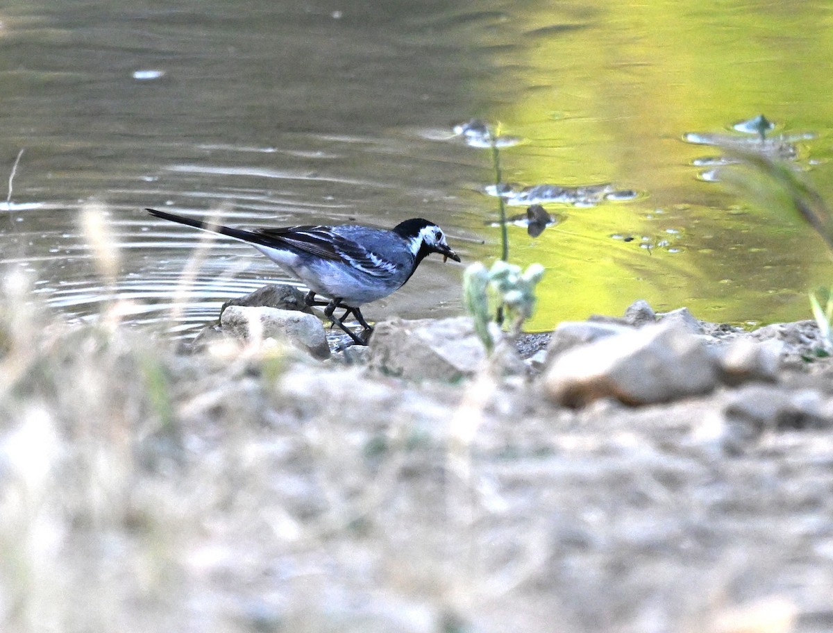 Bergeronnette grise - ML645844280