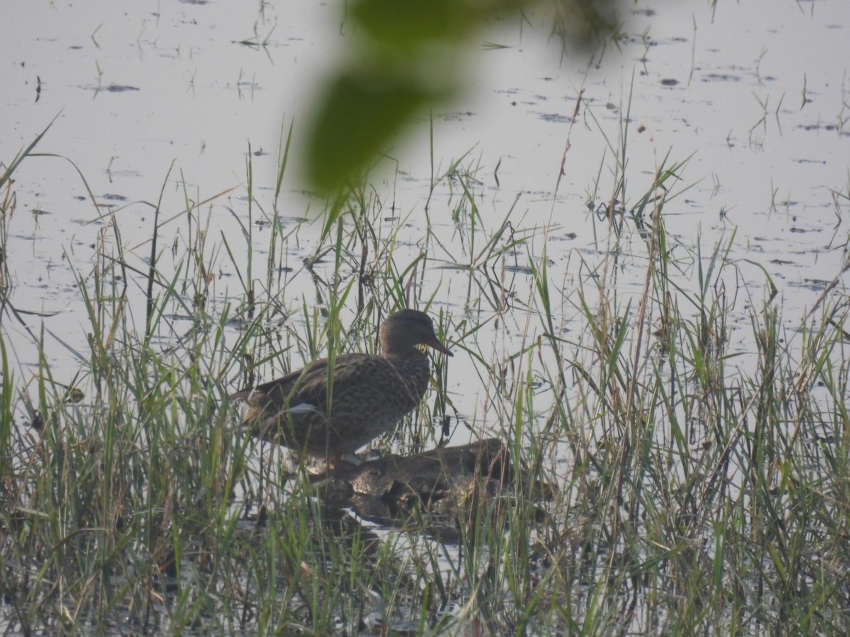 Серая утка - ML645844281