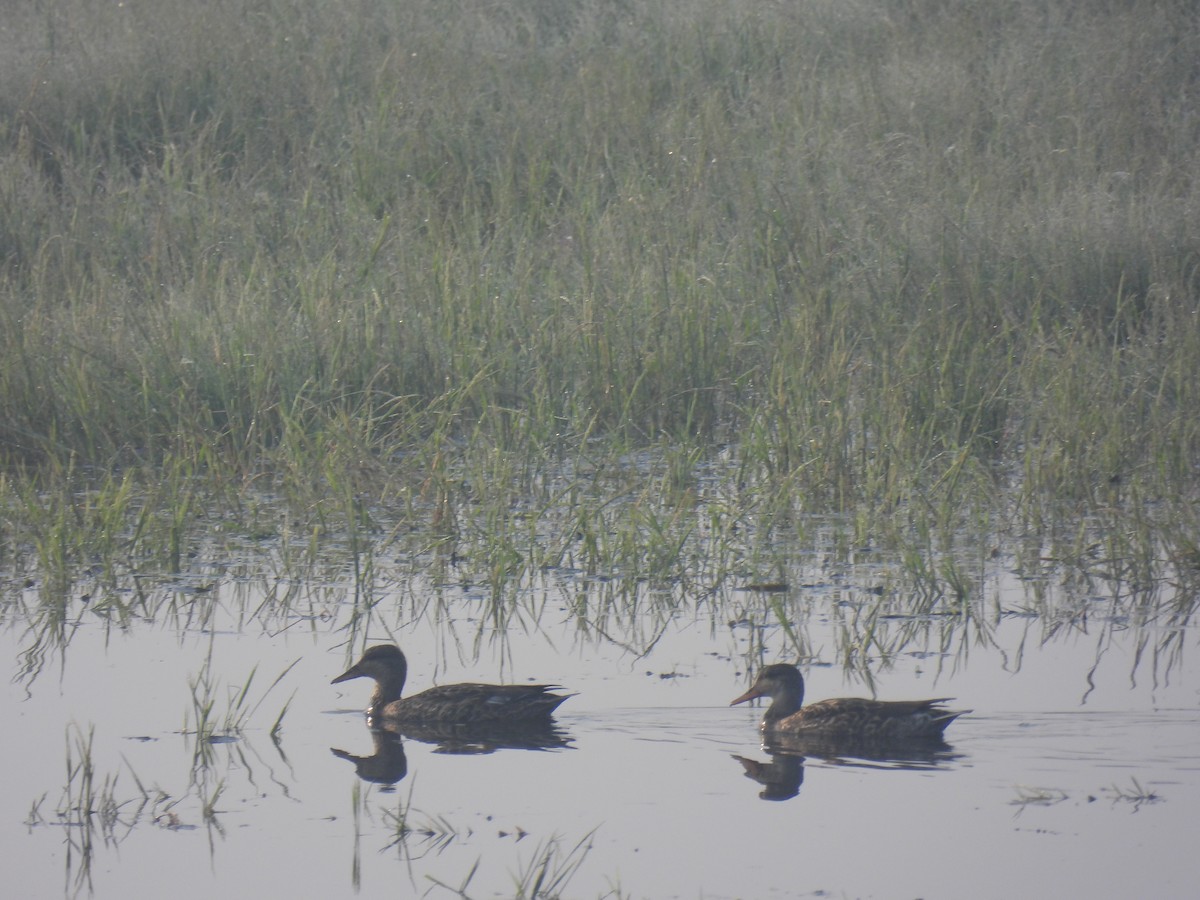 Серая утка - ML645844282