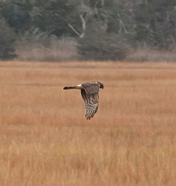 Лунь американський - ML645844285