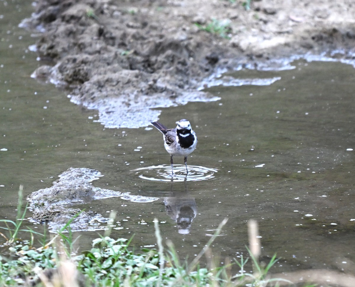 Bergeronnette grise - ML645844290