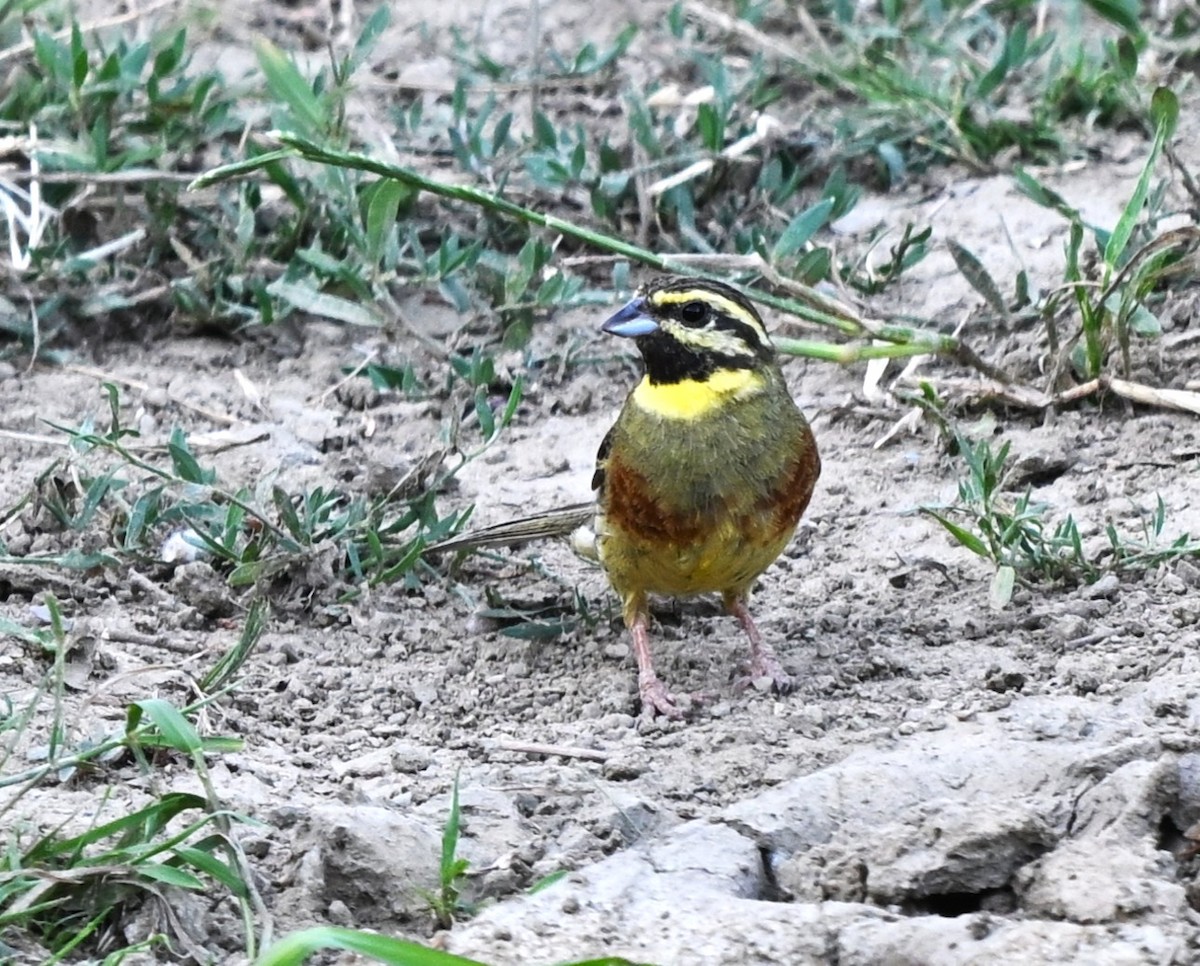 Cirl Bunting - ML645844293