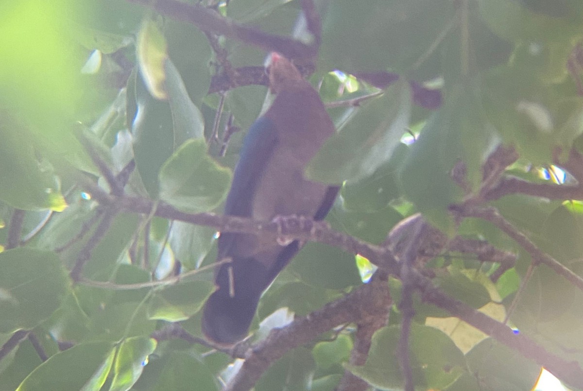 Asian Emerald Dove - ML645844295