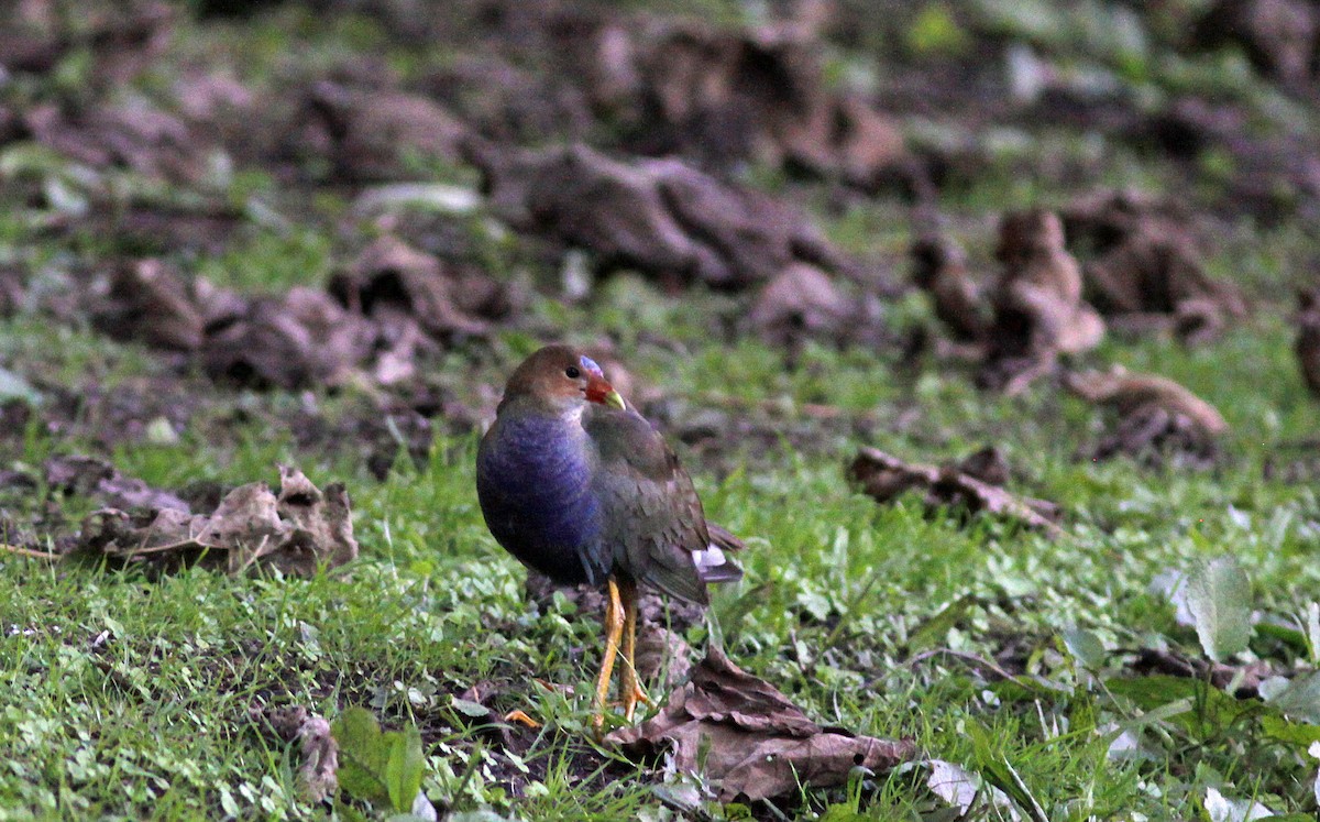 Uroilo urdin amerikarra - ML645844299