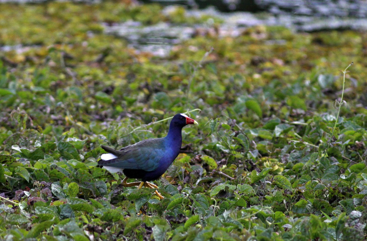 Uroilo urdin amerikarra - ML645844300