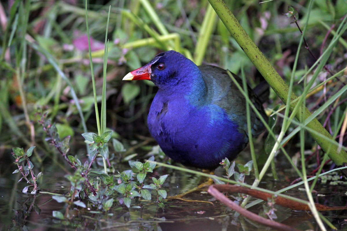 Uroilo urdin amerikarra - ML645844301