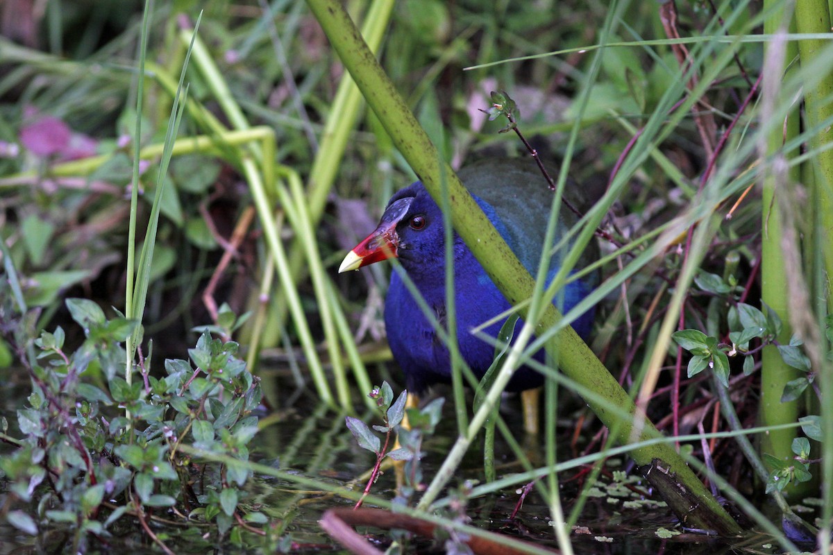 Uroilo urdin amerikarra - ML645844302