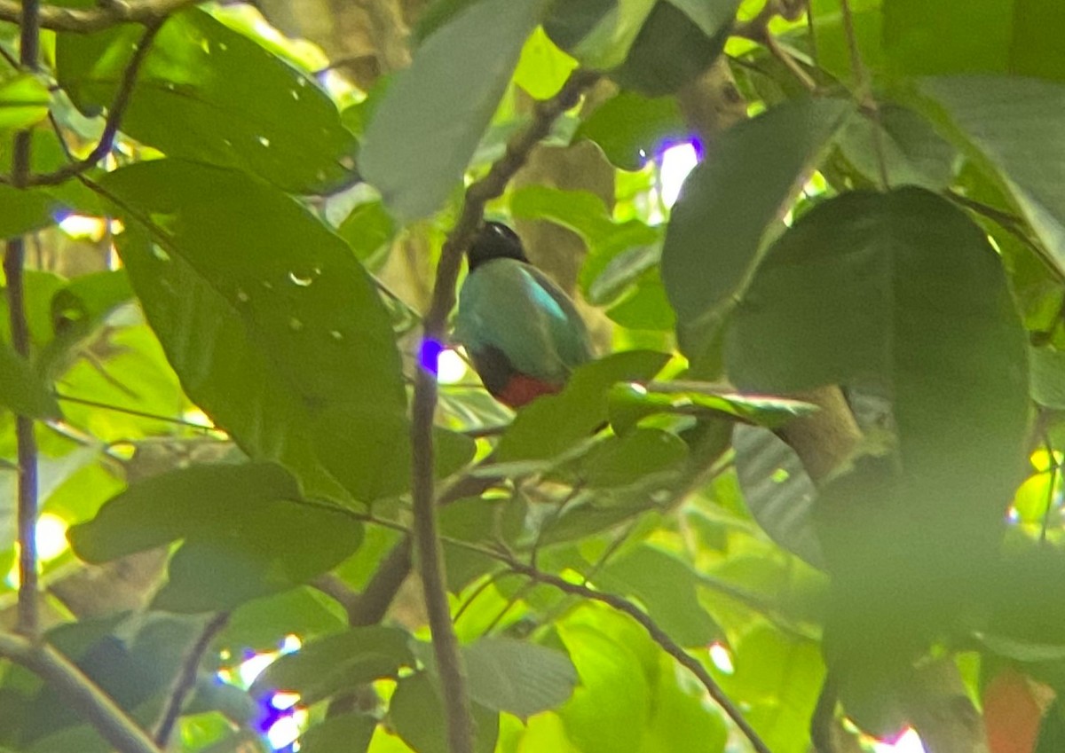 Western Hooded Pitta (Philippine) - ML645844304