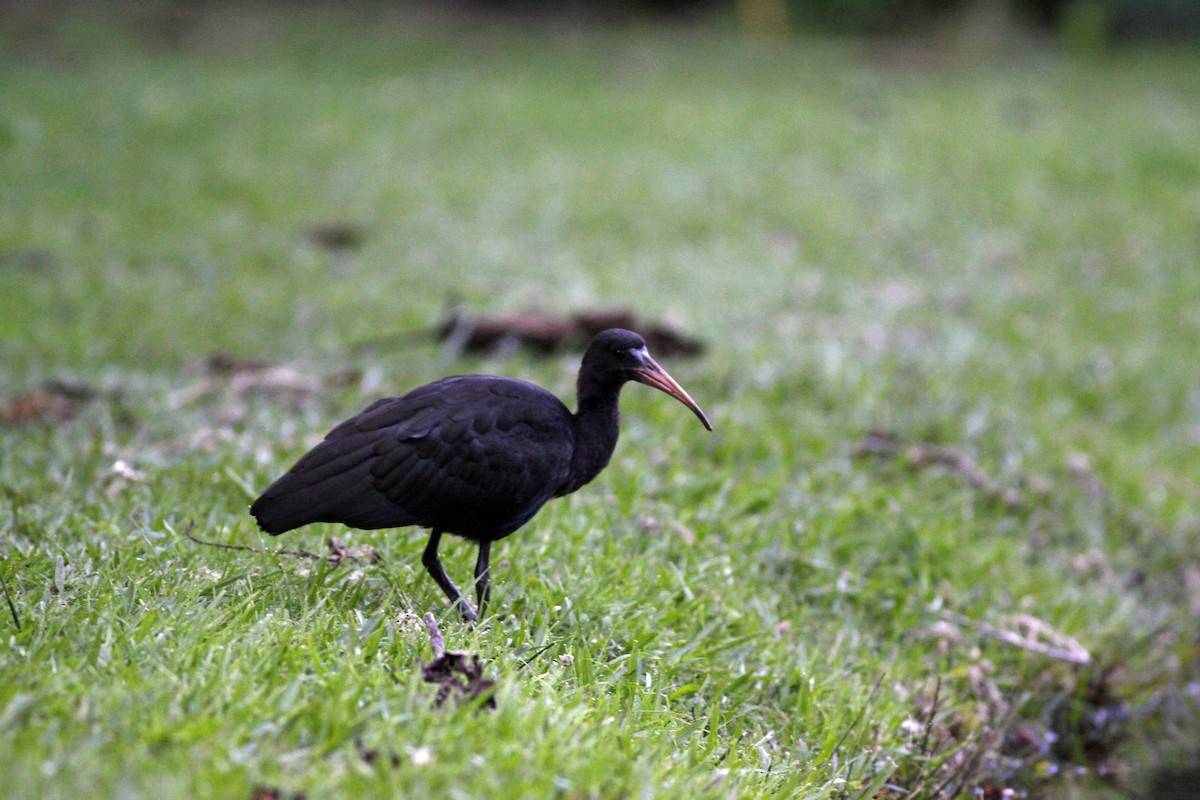 Bare-faced Ibis - ML645844305