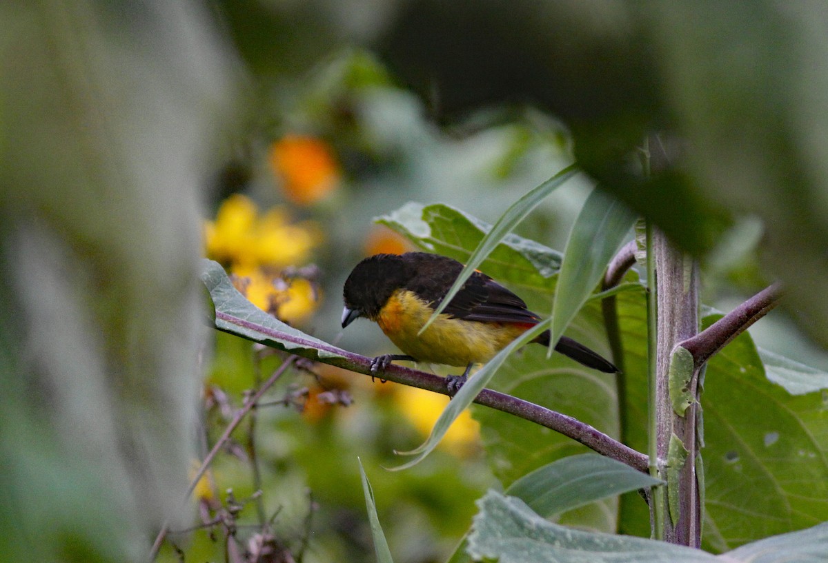 Flame-rumped Tanager (Flame-rumped) - ML645844315