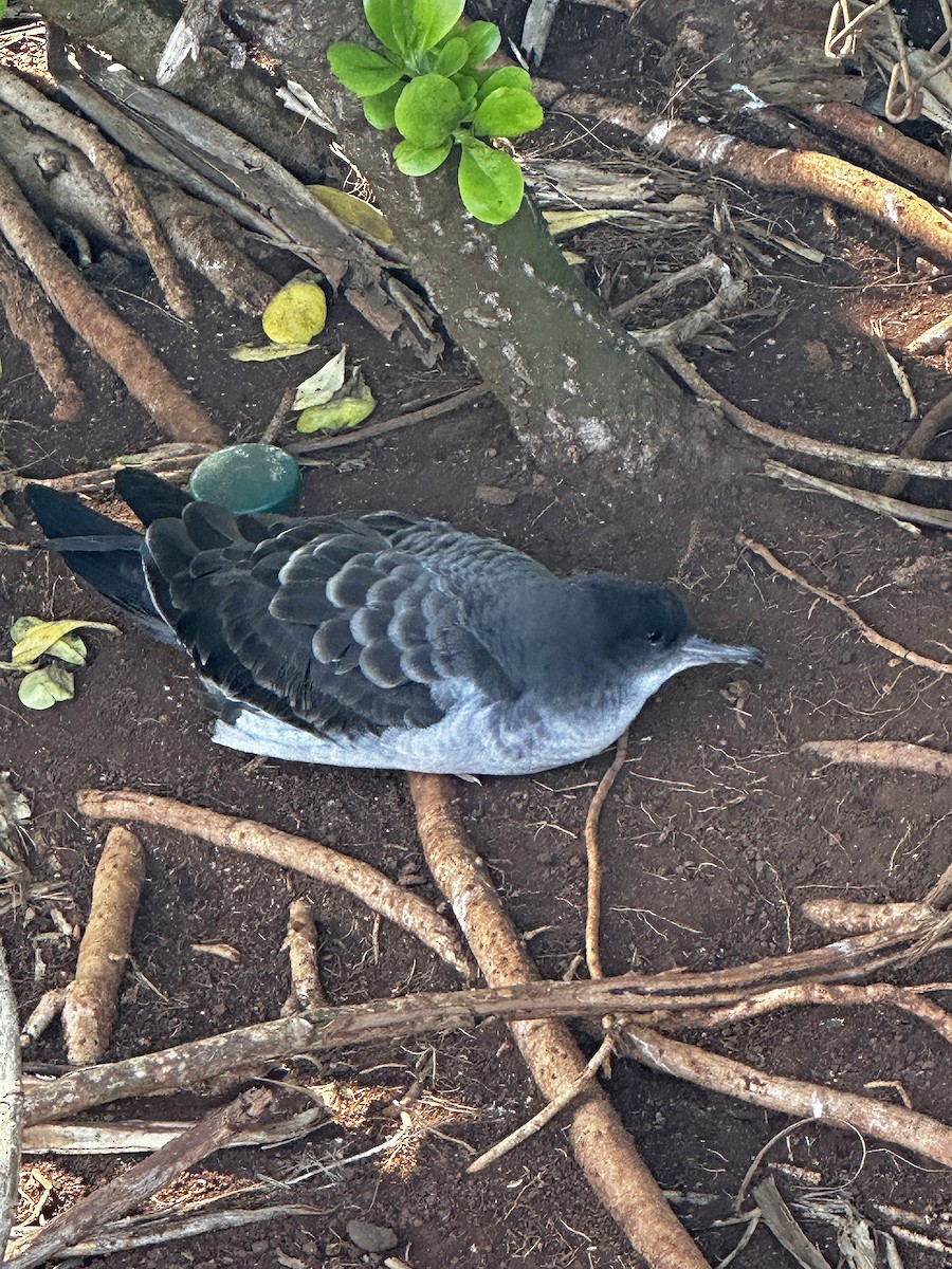 Wedge-tailed Shearwater - ML645844329