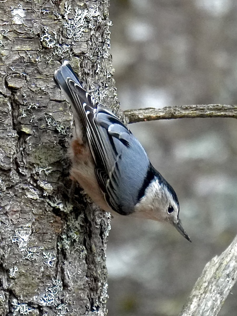 White-breasted Nuthatch - ML645844332