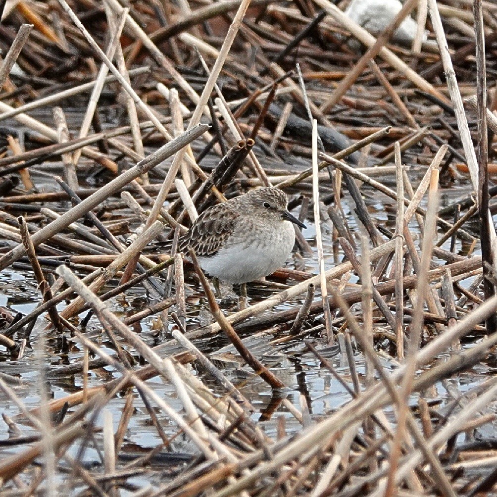 Least Sandpiper - ML645844334