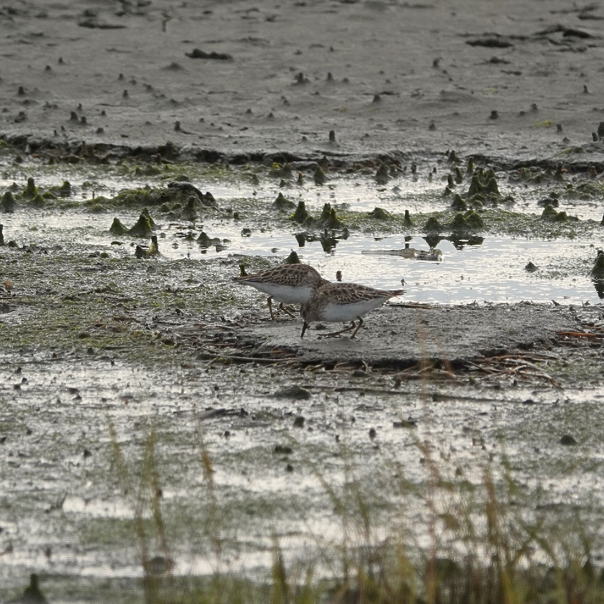 Least Sandpiper - ML645844335