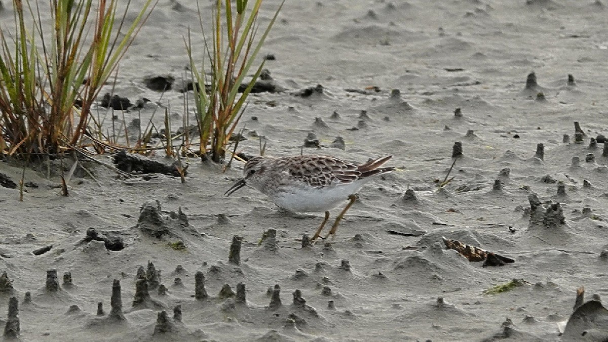 Least Sandpiper - ML645844337
