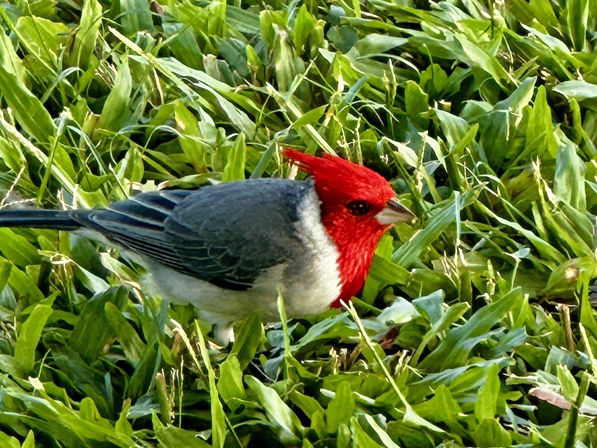 Red-crested Cardinal - ML645844338
