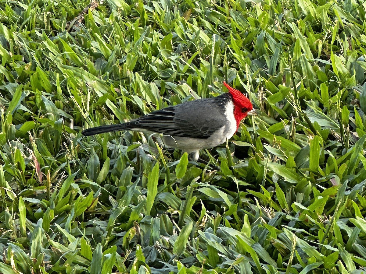 Red-crested Cardinal - ML645844339