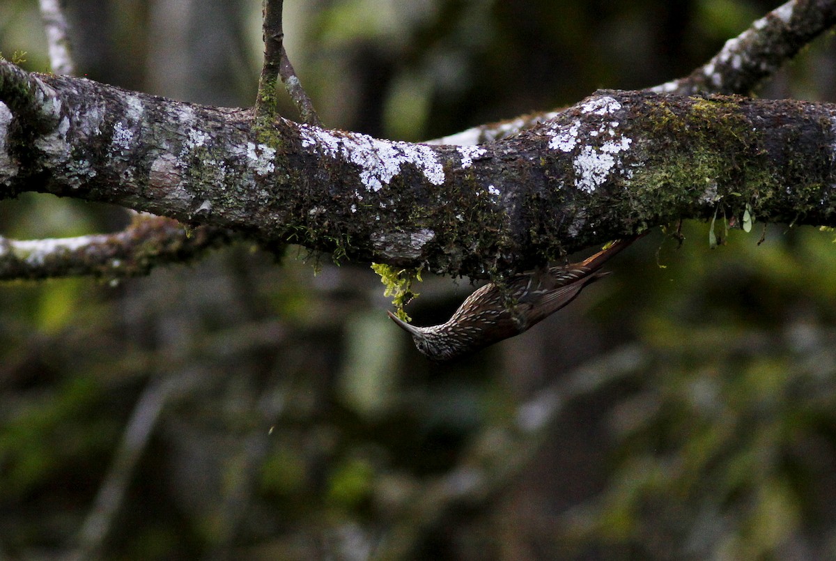 tåretreløper - ML645844340