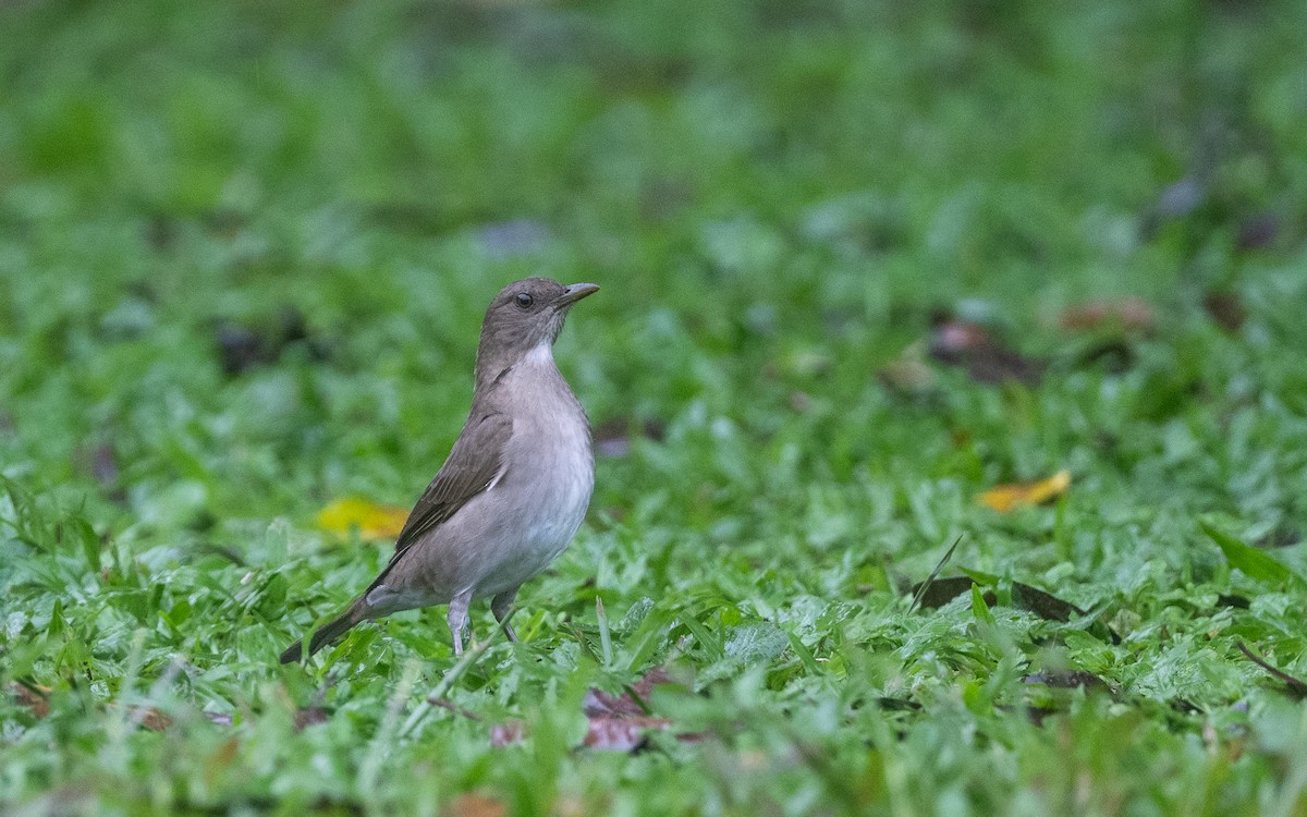 Black-billed Thrush (Amazonian) - ML645844347