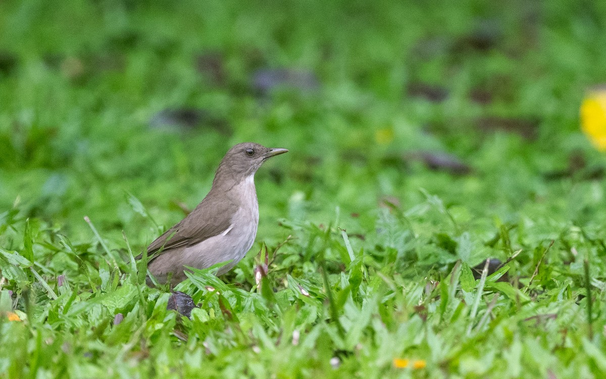 Black-billed Thrush (Amazonian) - ML645844348