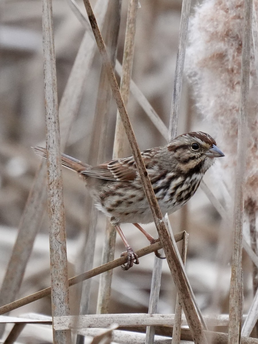 Song Sparrow - ML645844349