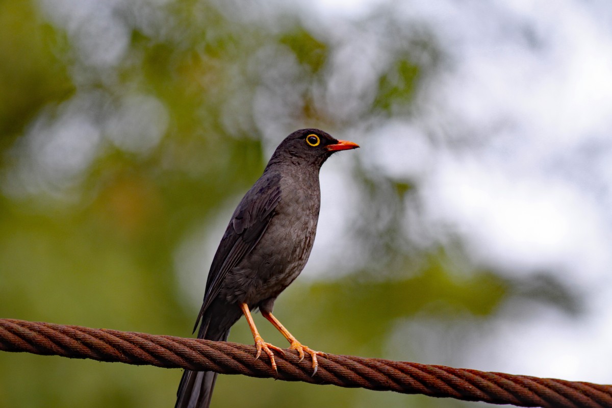 Great Thrush - ML645844351