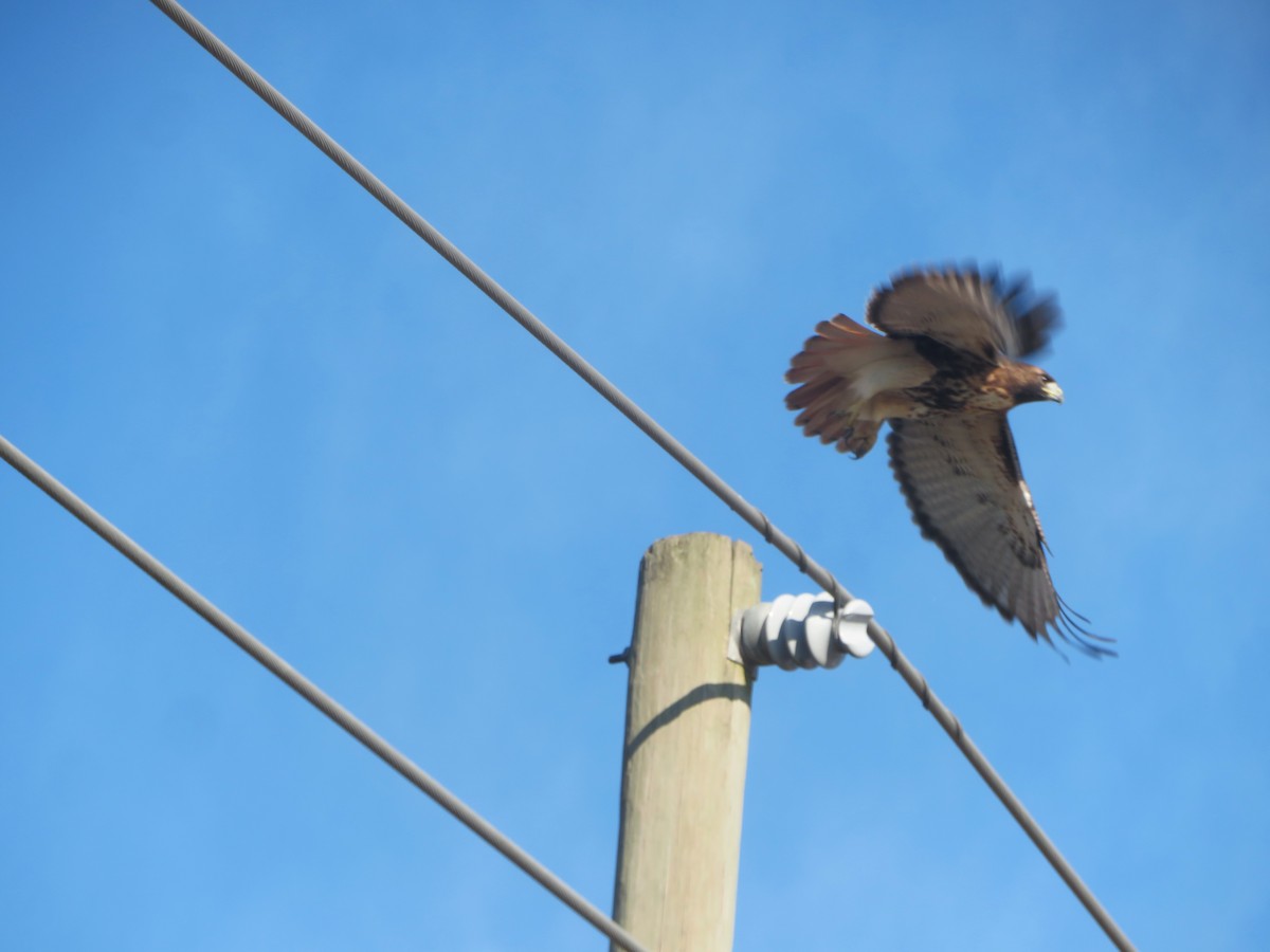 Red-tailed Hawk - ML645844355