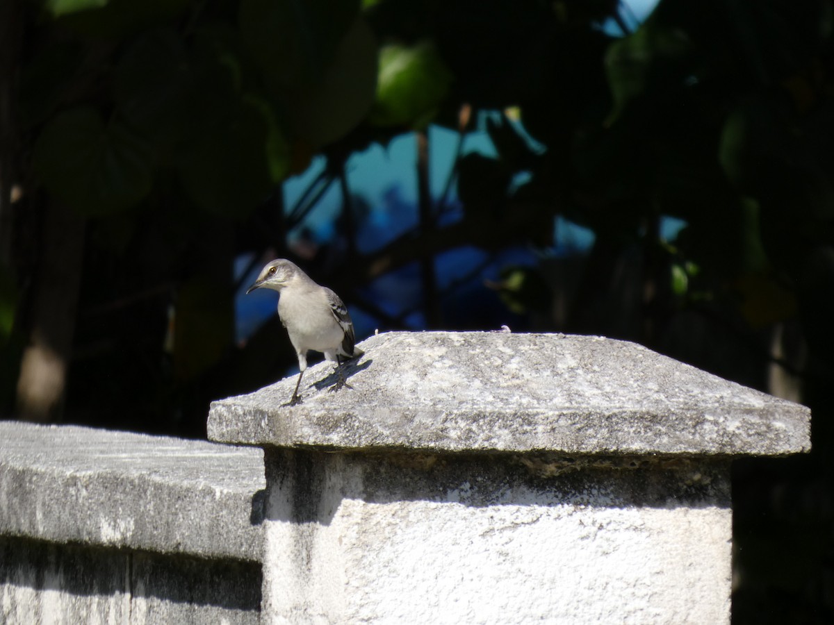 Многоголосый пересмешник - ML645844371