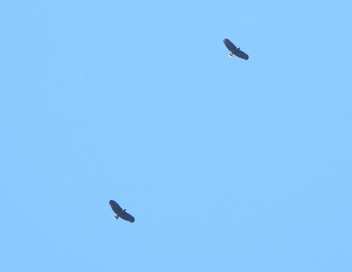 Большой крабоед - ML645844376