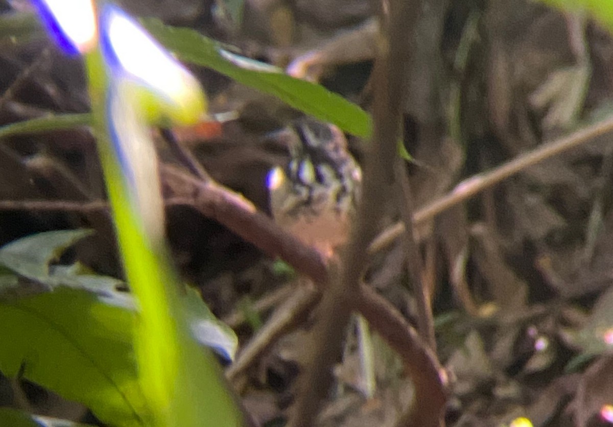 Миндорский дрозд - ML645844377