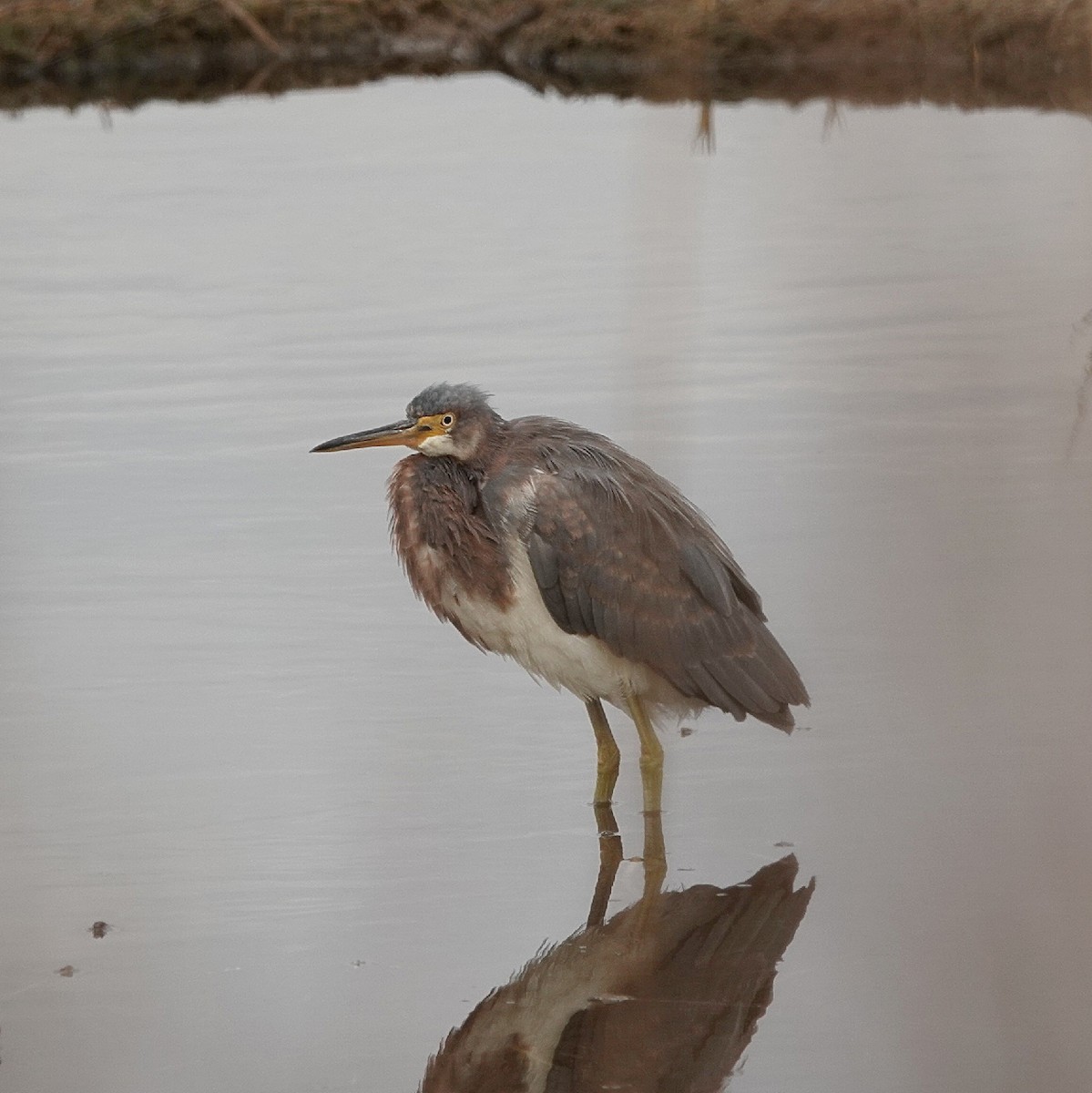 Трёхцветная цапля - ML645844379