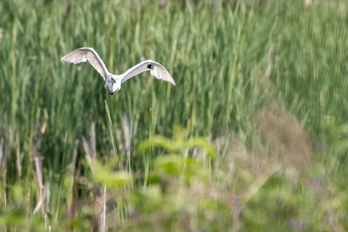 Малая голубая цапля - ML645844380