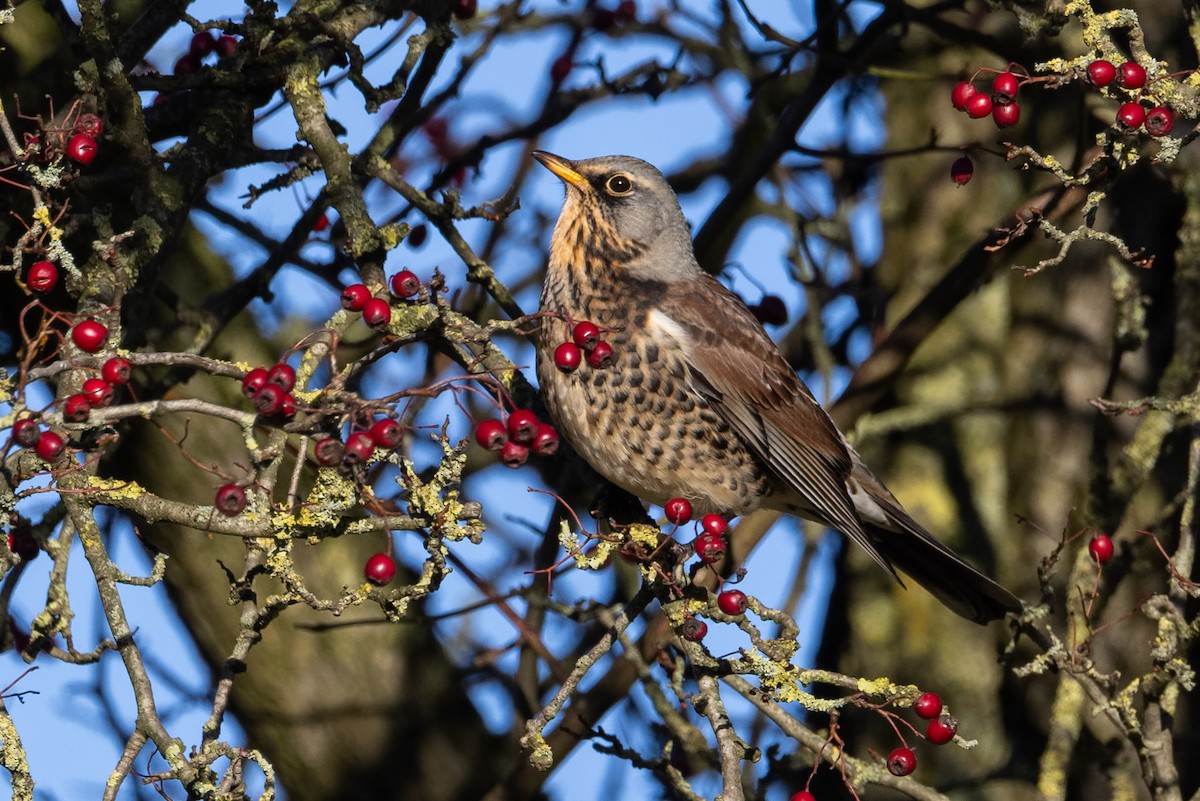 Рябинник - ML645844381