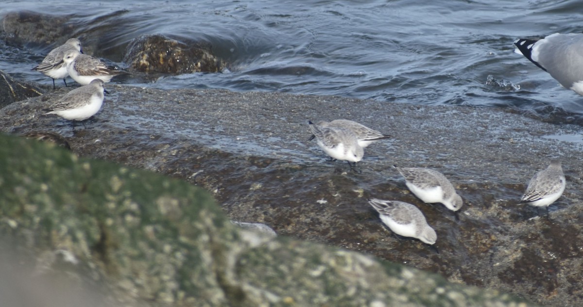 Песчанка - ML645844382