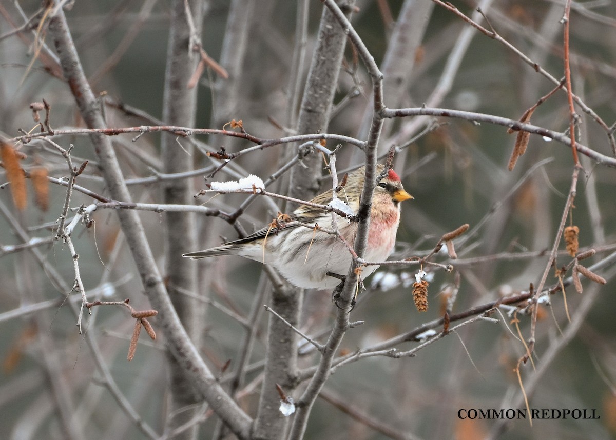 Чечётка - ML645844383