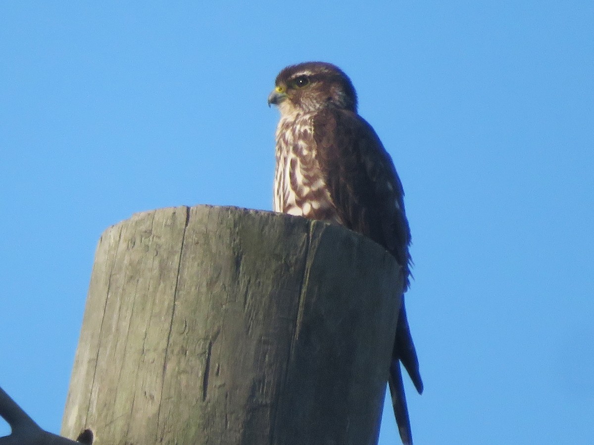 Дербник - ML645844384