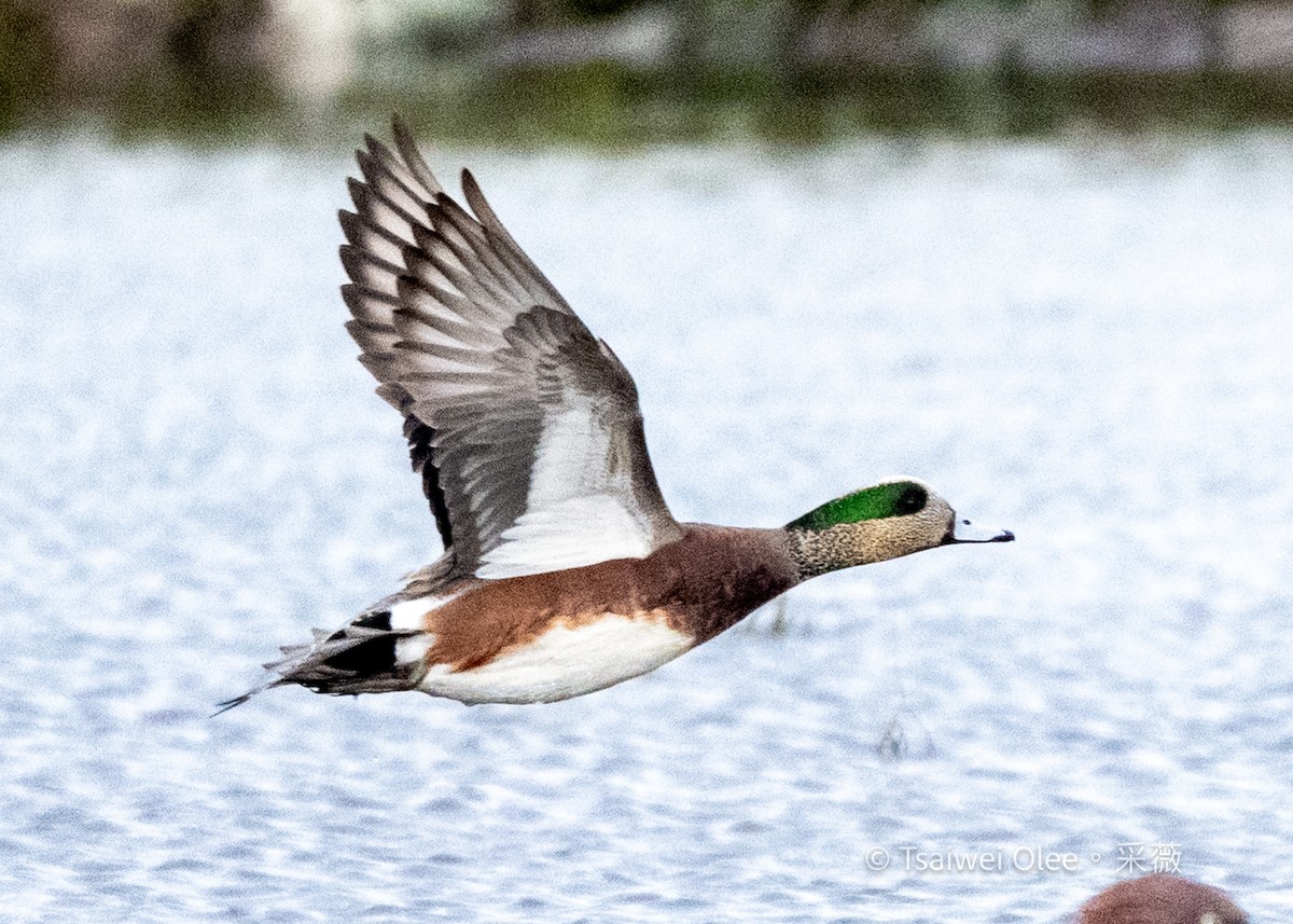 Американская свиязь - ML645844385