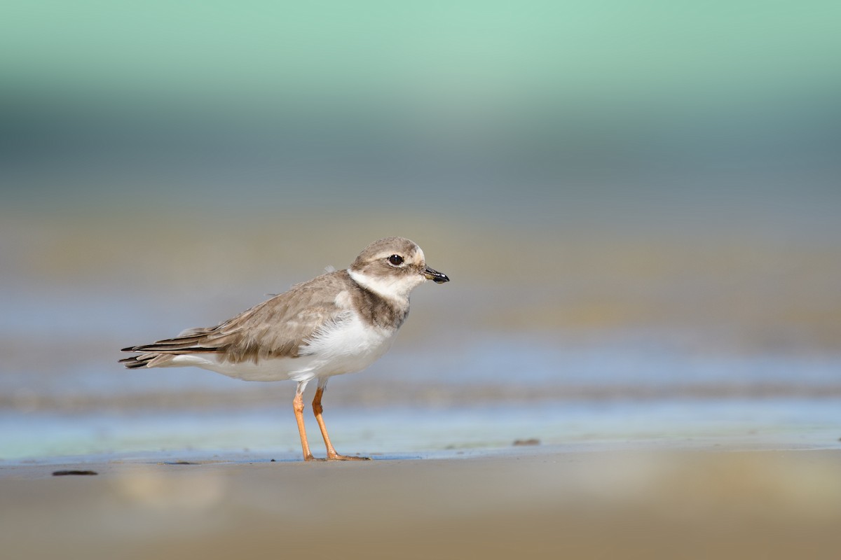 Галстучник - ML645844386