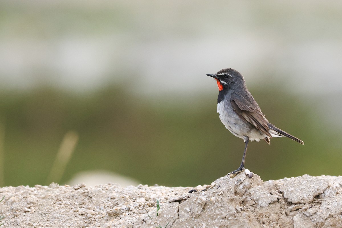 Тибетская красношейка - ML645844387