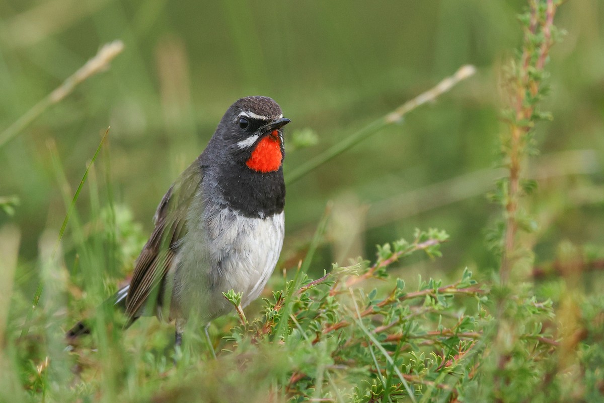 Тибетская красношейка - ML645844388