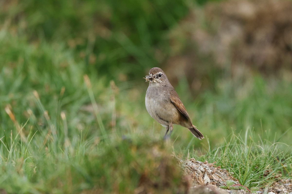 Тибетская красношейка - ML645844389