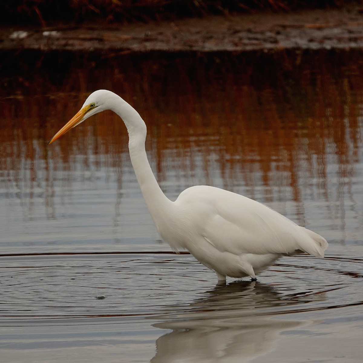 Большая белая цапля - ML645844390