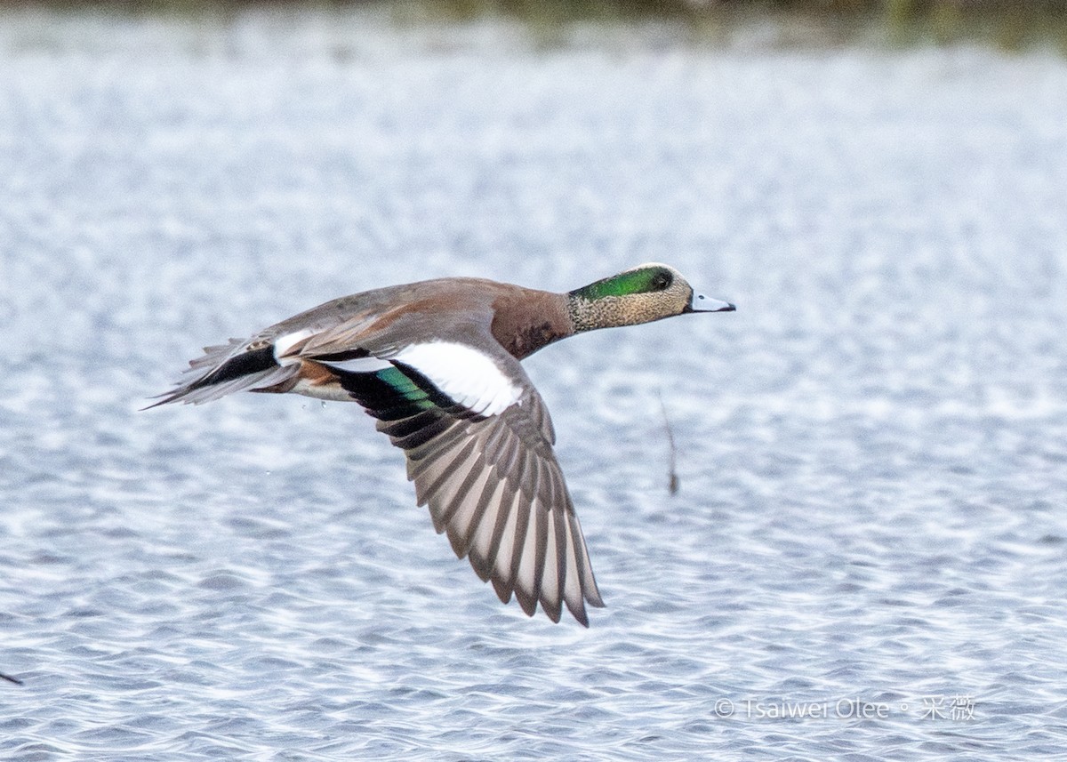 Американская свиязь - ML645844391