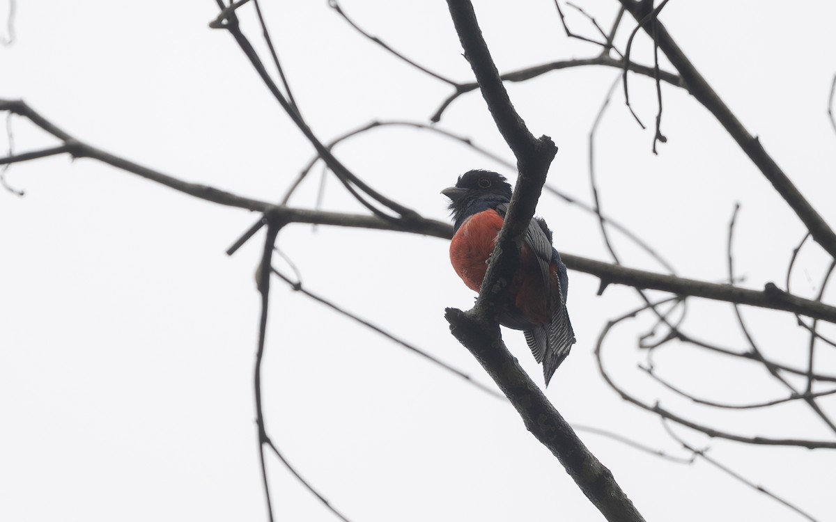 Синешапочный трогон - ML645844392